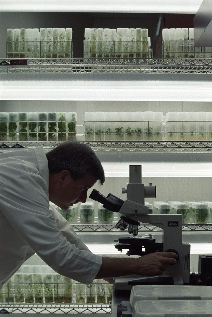Researcher looking into a microscope in a laboratory